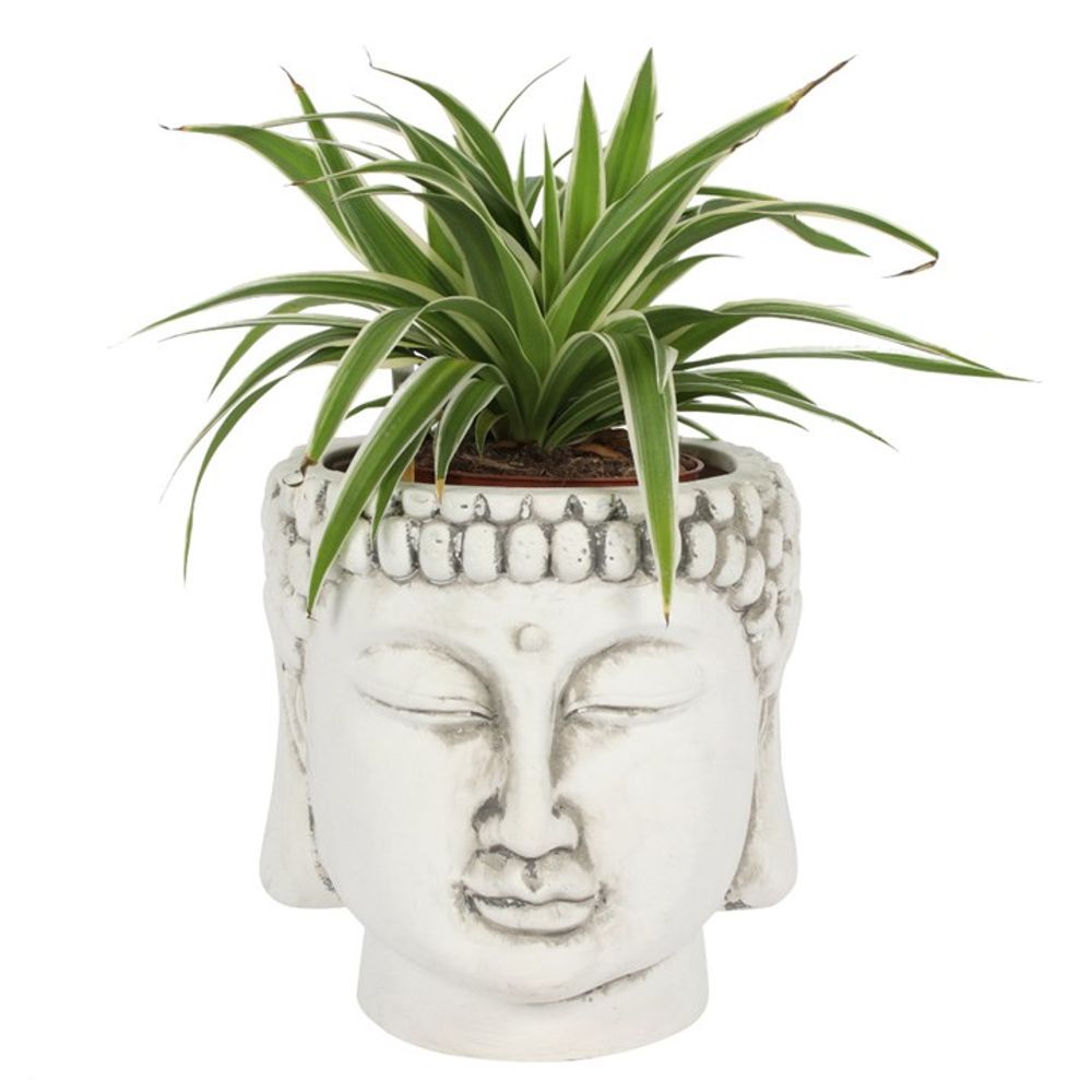 large buddha head plant pot White Terracotta Buddha Head Planter: The Home of Zen Plant Pot πΏβ The Keico