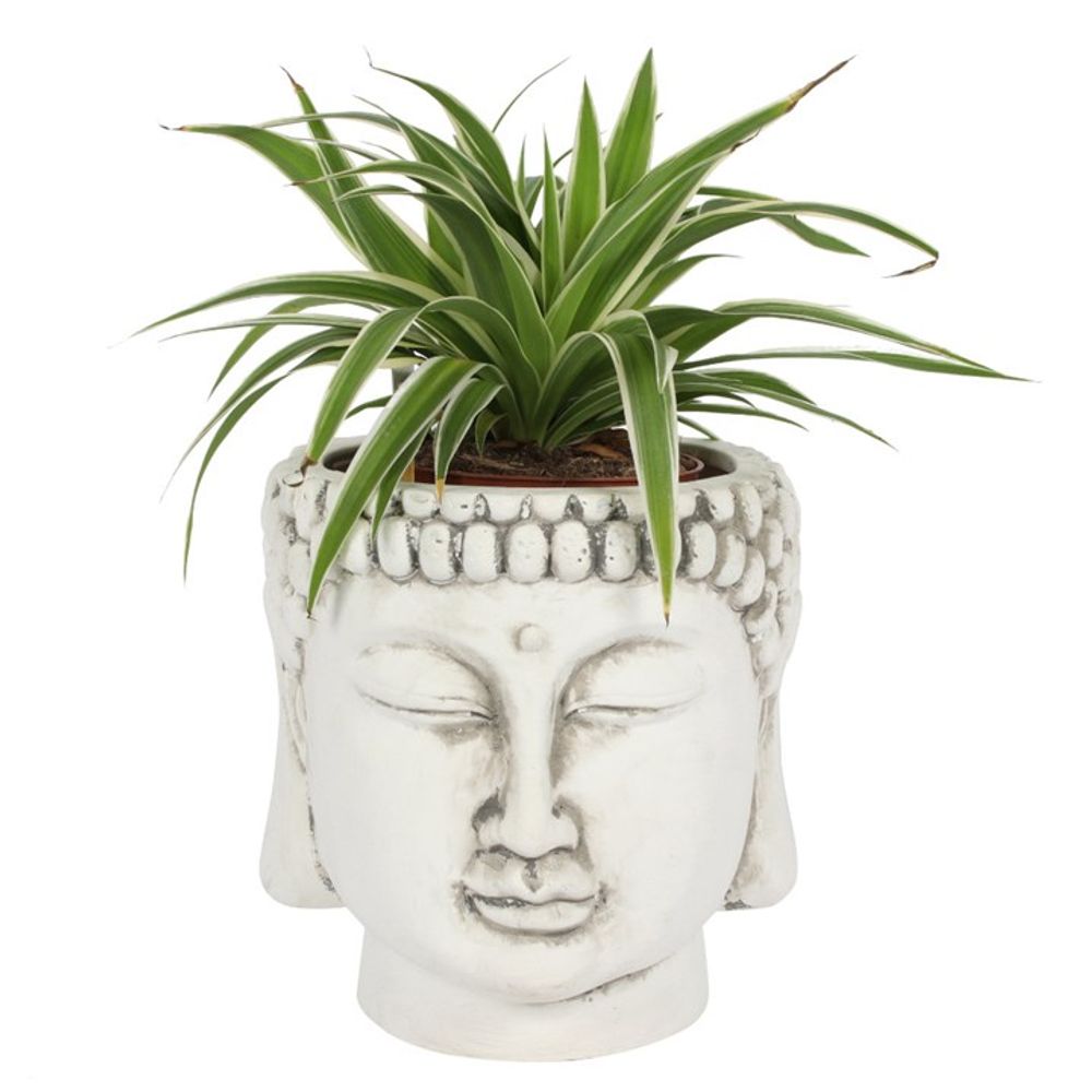 White Terracotta Buddha Head Planter with intricate details, perfect for adding a touch of serenity to your space.